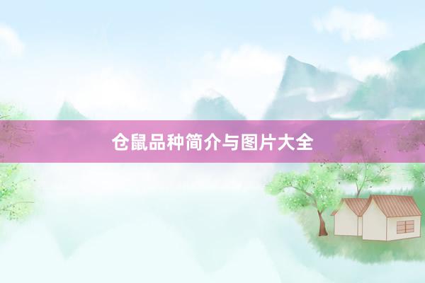 仓鼠品种简介与图片大全